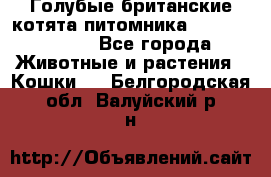 Голубые британские котята питомника Silvery Snow. - Все города Животные и растения » Кошки   . Белгородская обл.,Валуйский р-н